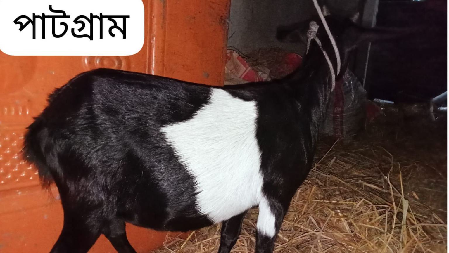 Qurbani-Meat-Distribution