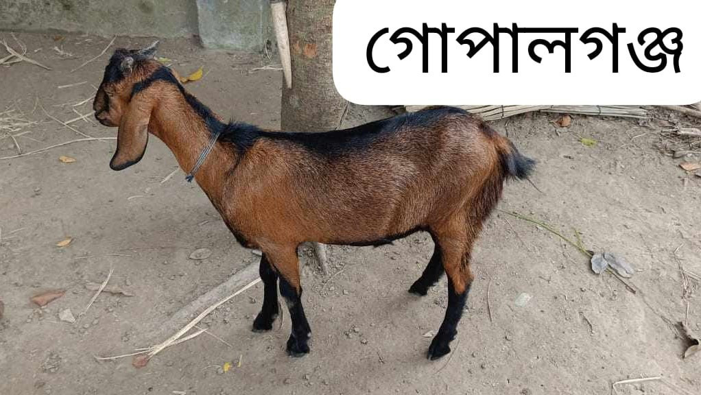 Qurbani-Meat-Distribution