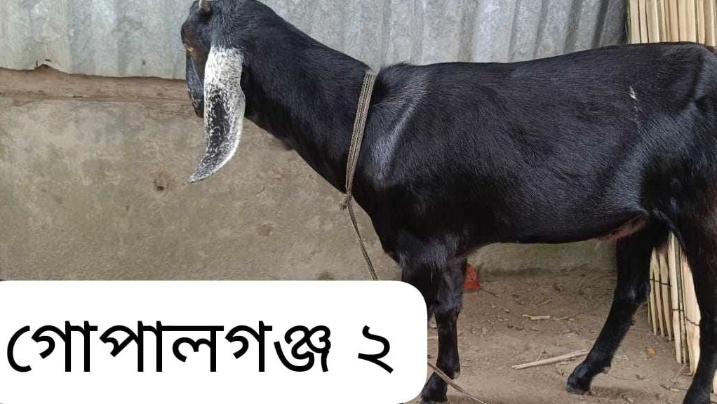 Qurbani-Meat-Distribution