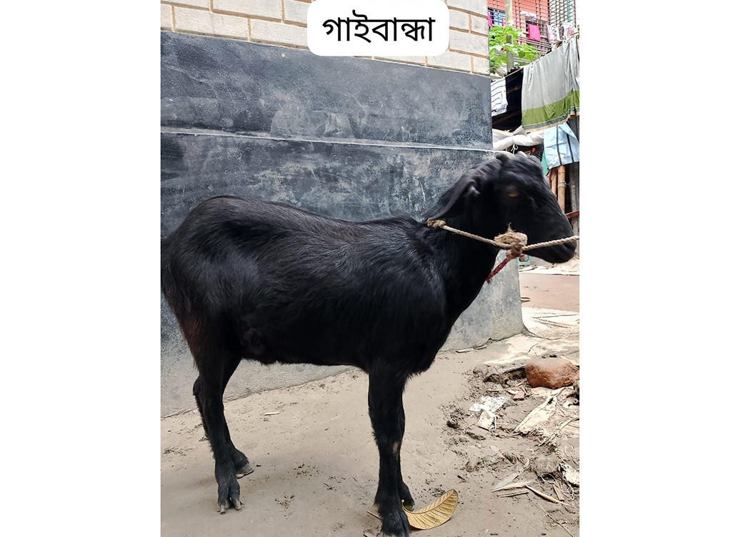 project-qurbani-meat-distribution-23