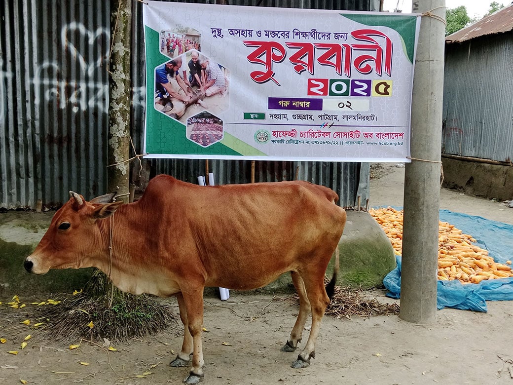 Qurbani Cow Purchase Has Begun